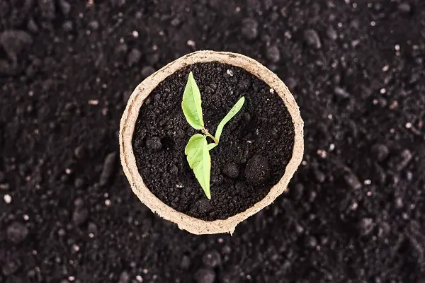 terre de bruyere avantage plantes