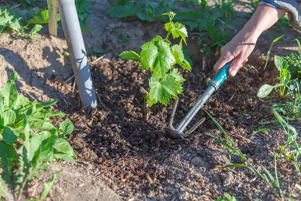 comment ameublir la terre du potager