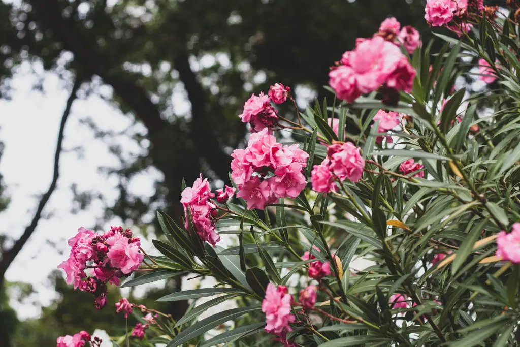 quel engrais naturel utiliser pour un laurier rose