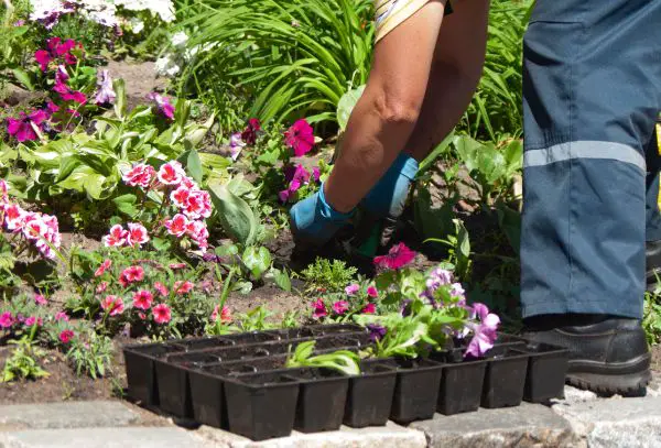 comment faire un massif de fleurs sans mauvaises herbes