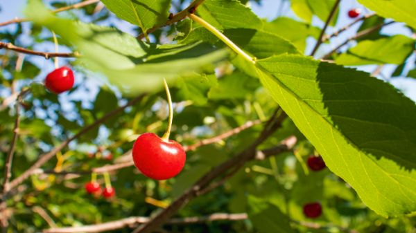 cerisier nain pour petit jardin