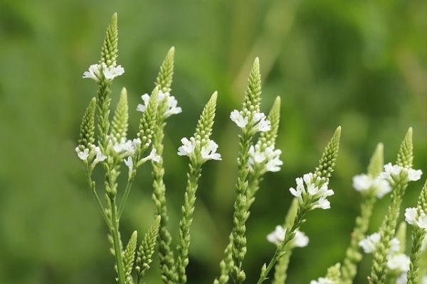 engrais pour verveine blanche