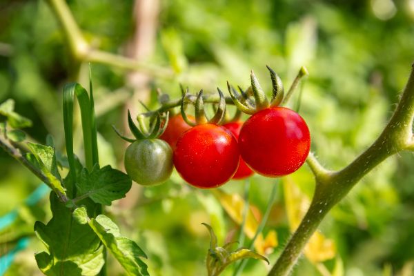 petit jardin cultiver tomates cerises