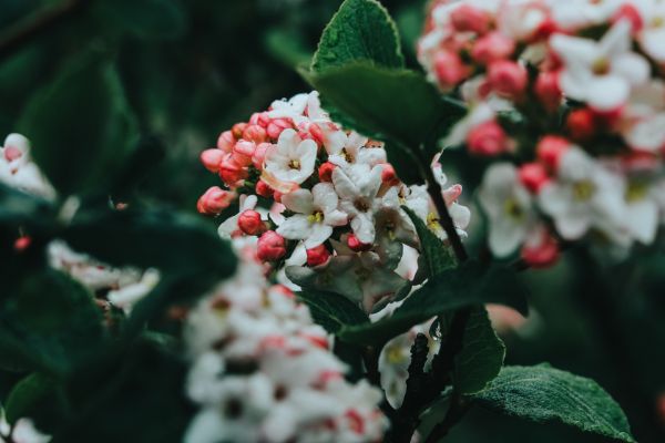 petit jardin viburnums