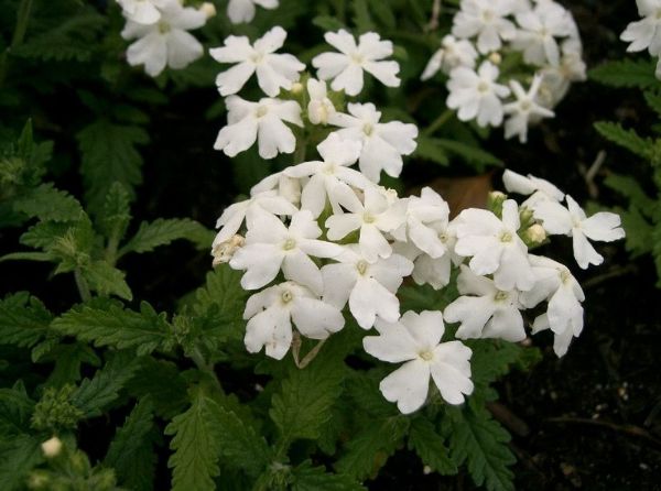 Verveine officinale : culture, entretien et récolte