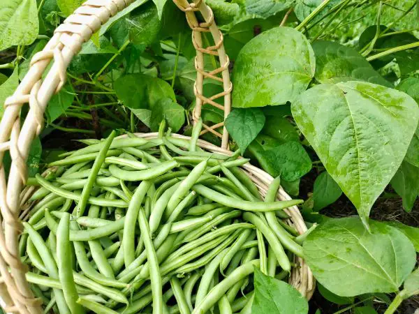 planter haricots verts petit jardin