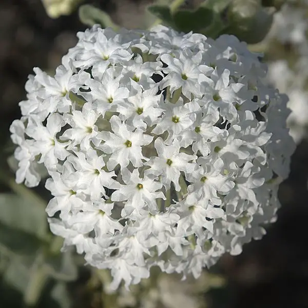 planter verveine blanche en terre