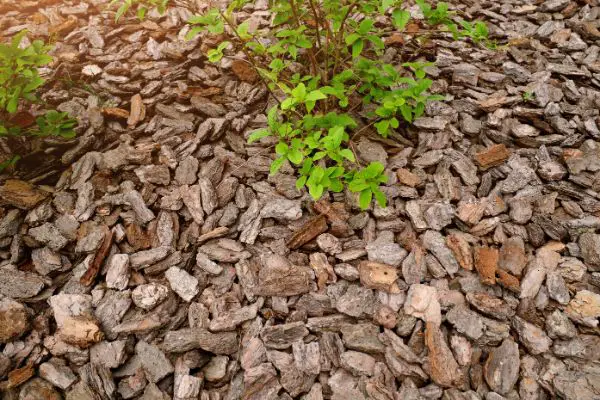 repousser les mauvaises herbes avec un paillage naturel