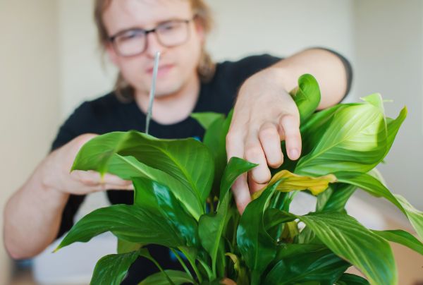 où couper une plante pour faire une bouture