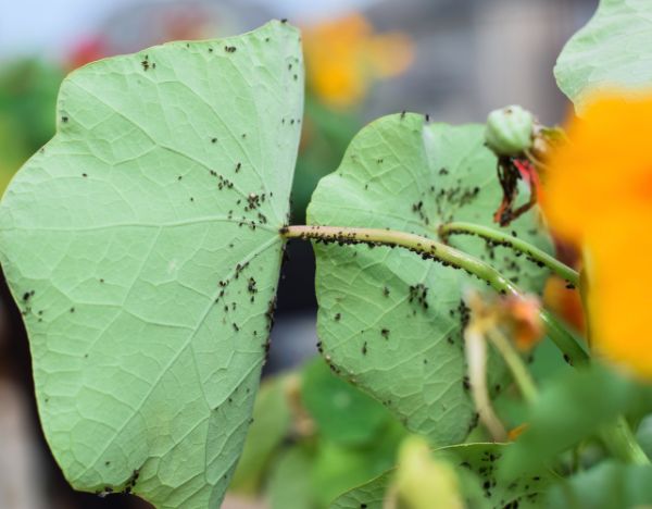 plantes pour se débarrasser des pucerons