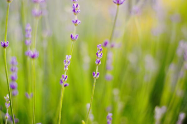 lavande plante pour se debarrasser des pucerons