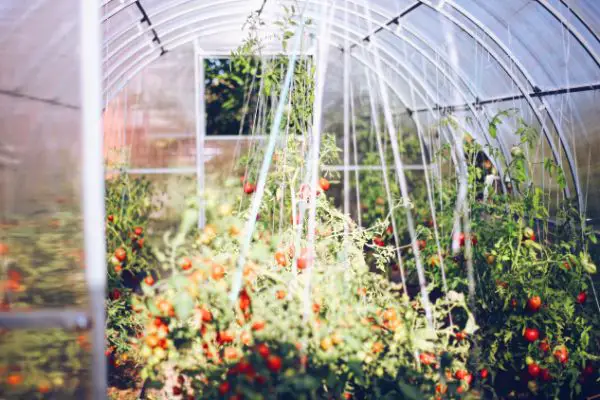 pourquoi fabriquer une serre de jardin