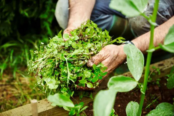 astuces pour que les mauvaises herbes ne poussent plus