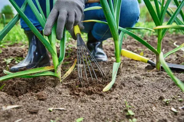 desherber son jardin facilement sans produits chimiques