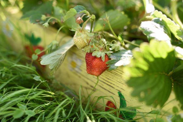 fraise fruit potager juin
