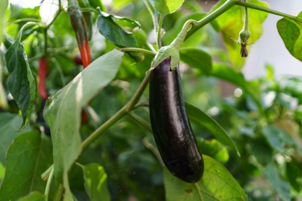 plantation potager juin aubergine