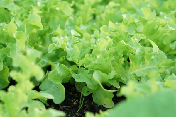 planter de la laitue en juin