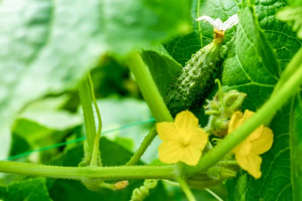 planter des concombres en juin