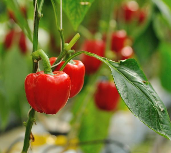 planter des poivrons au mois de juin