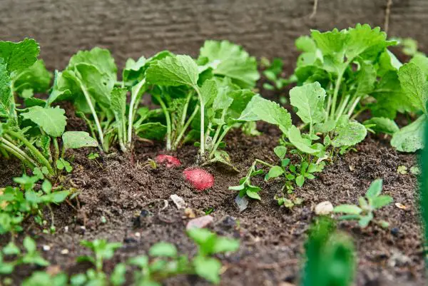 planter des radis en juin
