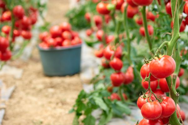 tomates potager mois de juin