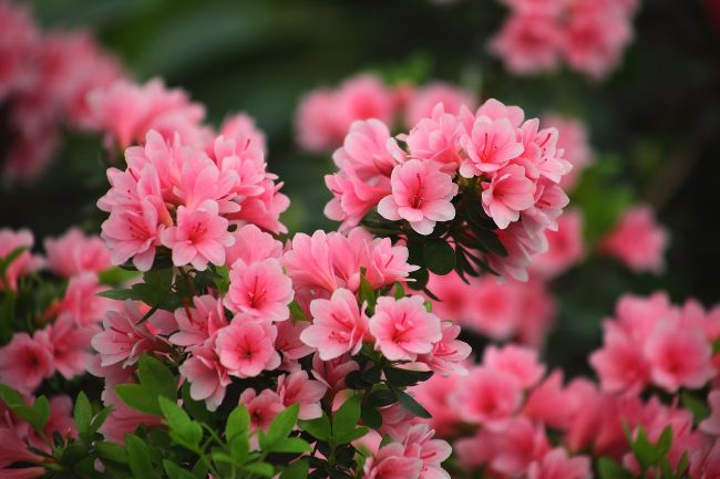 azalee de jardin terre de bruyere