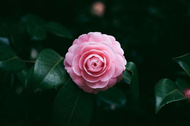 camelia plante terre de bruyere