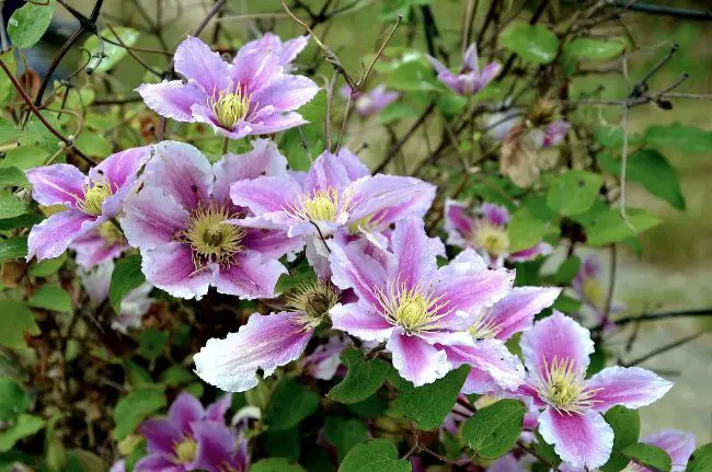 clematite sol acide terre de bruyere
