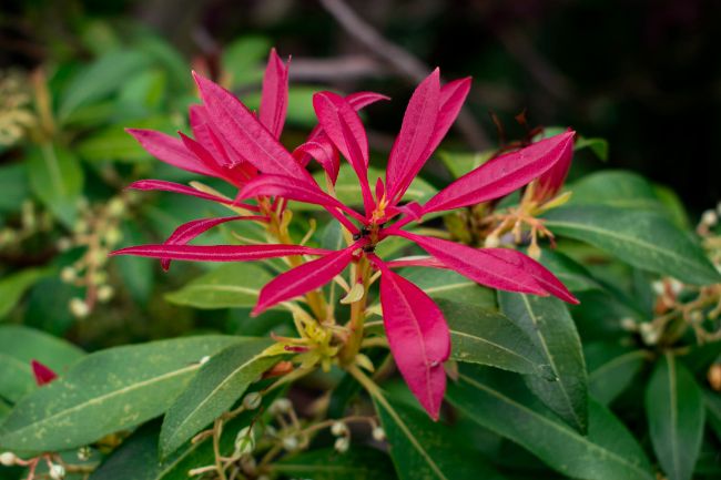 pieris arbuste sol acide terre de bruyere