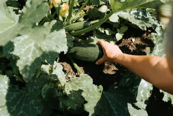 quand et comment recolter la courgette grise d alger