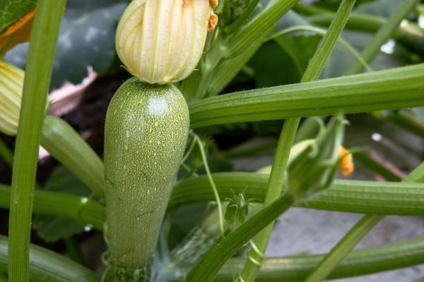 quand planter la courgette grise dalger