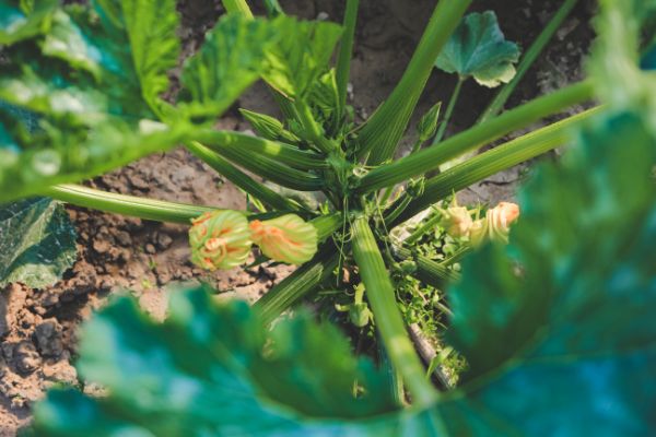arroser la courgette grise dalger