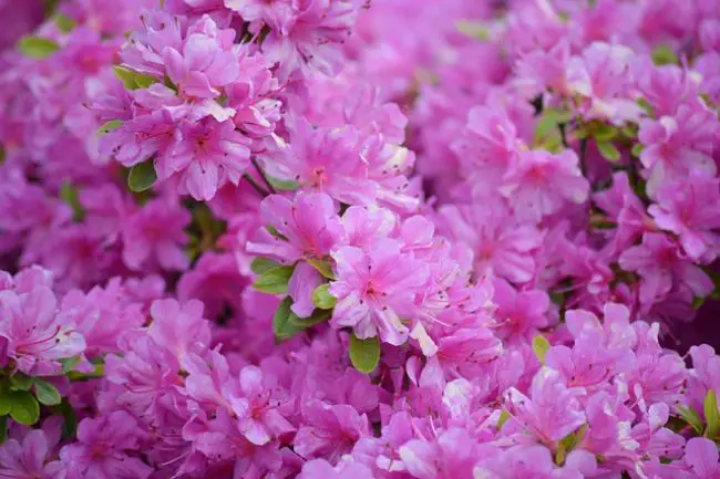 azalee fleur sol acide terre de bruyere