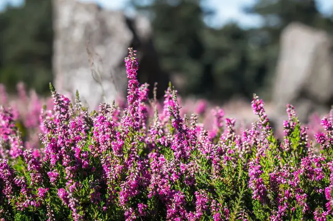 bruyere erica sol acide