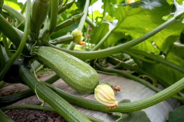 courgette grise d alger culture