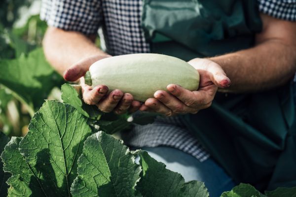 engrais pour courgettes grises alger