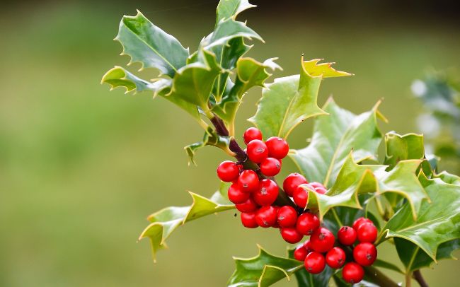 houx ilex sol acide