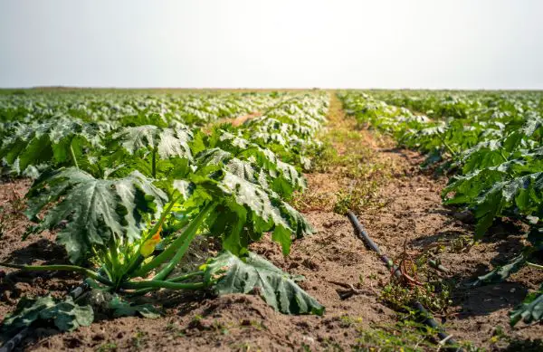 maladies et solutions courgette grise dalger