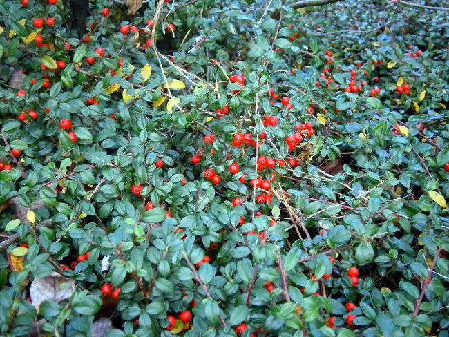 plante terre de bruyere gaultheria