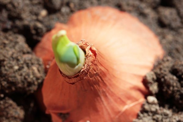 que planter a cote des courgettes