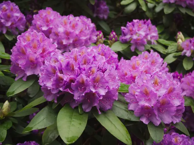 rhododendron plante terre de bruyere sol acide
