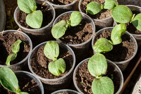 semis de courgette grise