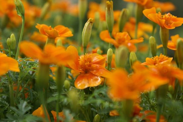 planter tagetes tenuifolia