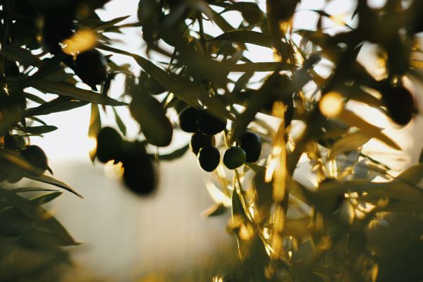 comment se debarrasser de la mouche de l olivier
