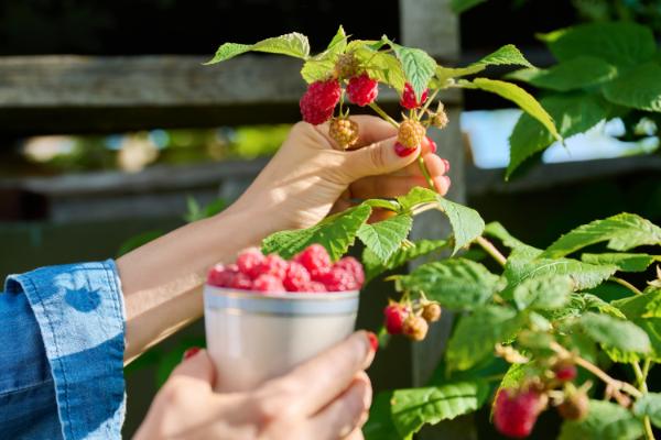 comment avoir une bonne fructification du framboisier