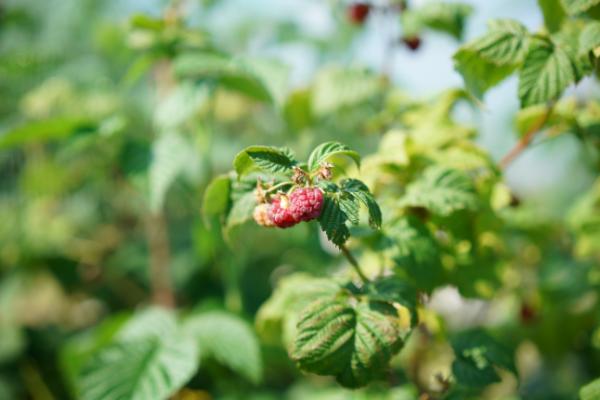 comment tailler un framboisier en pleine terre