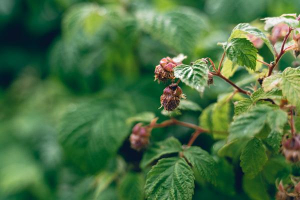 pourquoi mon framboisier na pas de fruits