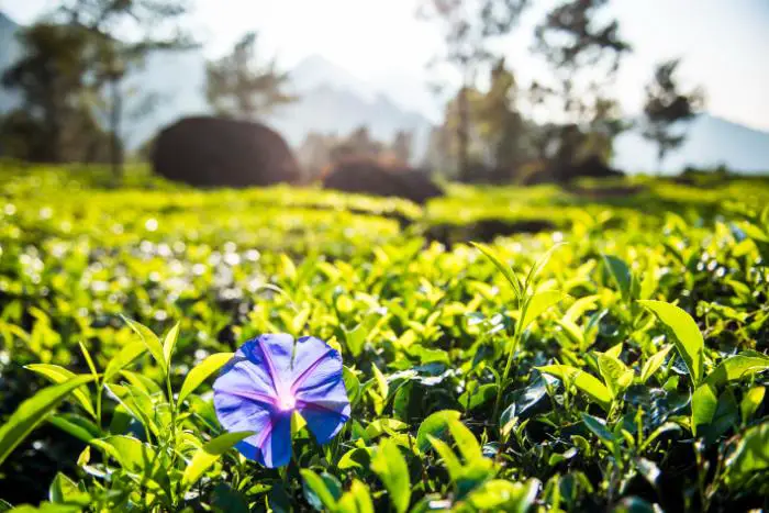 ceratostigma plumbaginoides plante couvre sol fleurs violettes