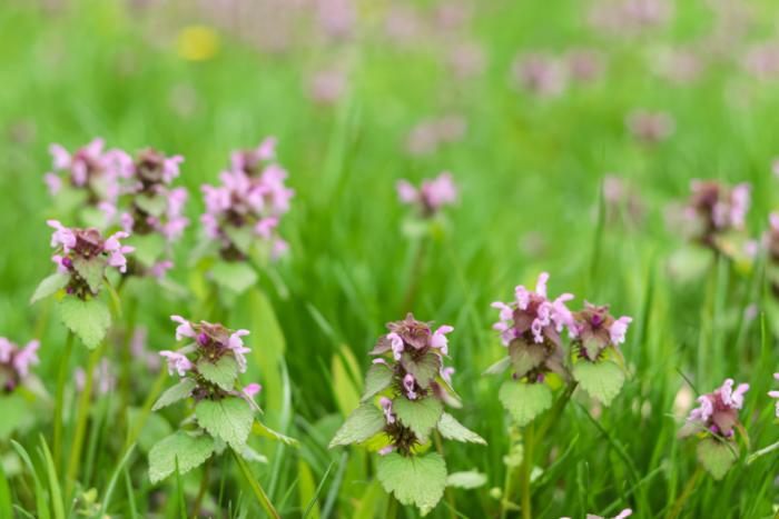 lamium maculatum plante couvre sol resistante et persistante