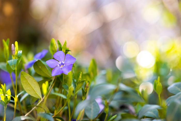 vinca minor plante couvre sol persistante